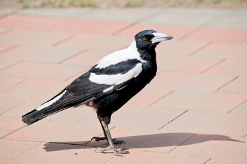 this is a side view of a magpie