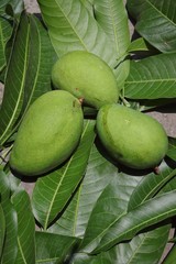 Fototapeta premium Raw Mangoes on Leaves with Selective Focus in Vertical Orientation