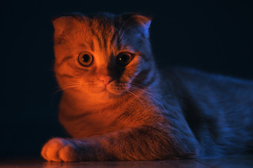 red cat illuminated by colored light © Alexander