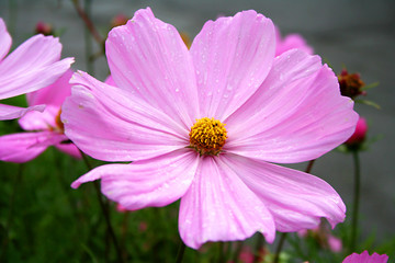 Beautiful flowers in French Alps, France.