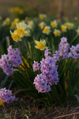 Obraz premium Beautiful nature flower photo spring and summer