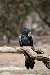 this is a female red tail cockatoo eating