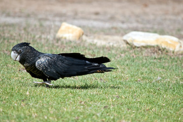 this is a side view of a female black tailed red cockatoo