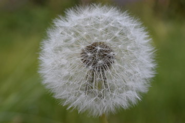 Macro shot of the white seed ball of a dandelion