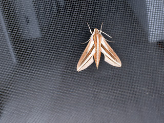 A close up of a brown striped moth on the fly screen of a door.