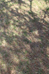 path in the park