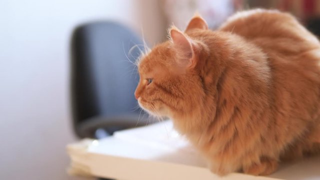 Angry ginger cat sits on white table. Fluffy pet seems to be irritated. Cute domestic animal at cozy home.