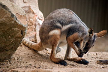this is a close up of a male yellow footed rock wallaby