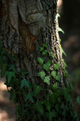 bark of a tree