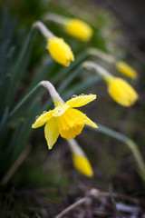 Fototapeta na wymiar yellow flower in spring
