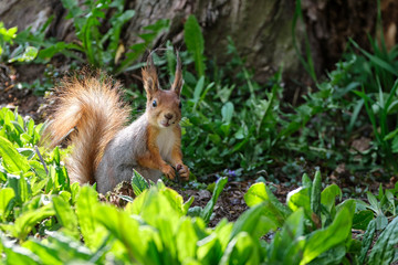 Naklejka na ściany i meble A young funny very curious squirrel sits on the ground and looks into the camera.