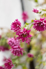 pink flowers in the garden