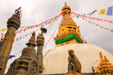 Macaque monkey sitting in front of the stupa in Buddhist temple Swayambhunath known as Monkey...