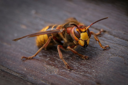 A large yellow hornet sits on a tree. A close-up.