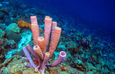Caribbean coral garden
