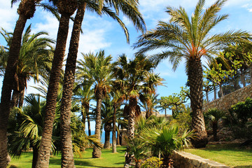 Obraz premium fotografias de palmeras