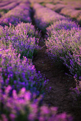 Obraz premium Rows of bushes of blooming lavender. Close up.