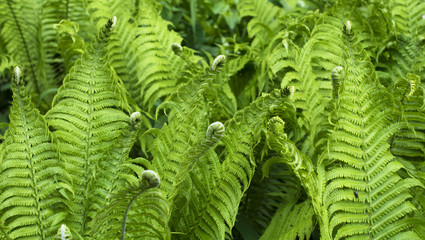 Fern fresh green background in forest