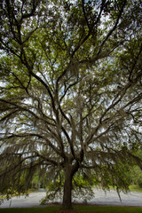 Fototapeta premium A beautiful tree draped with Spanish Moss