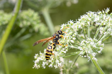 Wespe