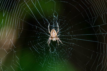 Kreuzspinne im Netz