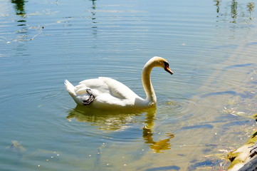 Fototapeta premium One swan floats on the water near the shore