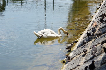One swan floats on the water near the shore