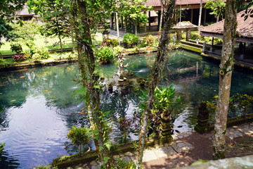small pool in the garden with carp