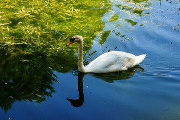 Fototapeta premium One swan floats on the water near the shore