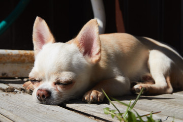 Little chihuahua is sad and thinks about life