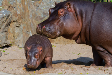 
big hippo takes care of small hippo