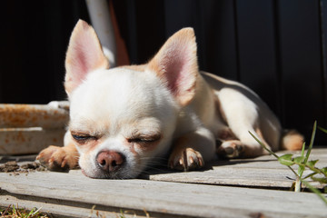 Little chihuahua is sad and thinks about life