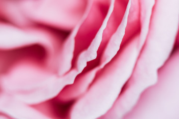 Close up sur les pétales d'une rose rose dans le jardin - Arrière plan végétal naturel