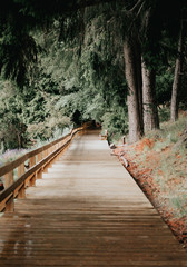 camino al bosque 