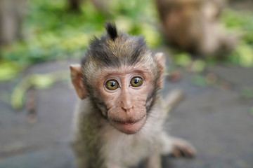 close - up of a baby monkey's face