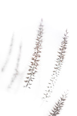 Shallow depth of field Fountain Grass bloom closeup with white background