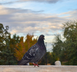 pigeon on the fence 