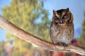 The scops owl or common owl is a species of bird in the genus scoops