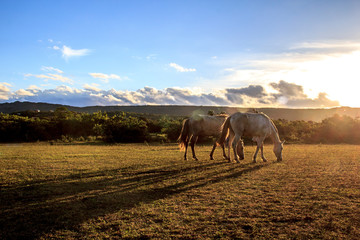 horses and shadows