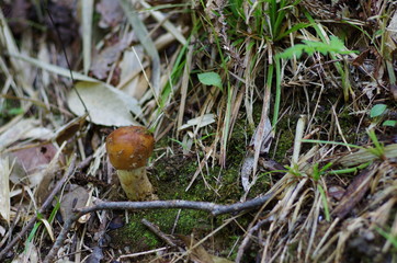 森に生えるキノコ