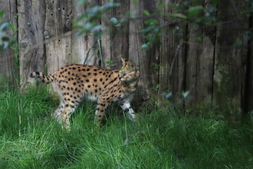 ocelot félin 