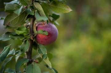 Brunch with a red apple on it. Shallow depth of field.