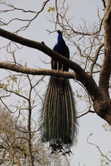paon sur un arbre perché