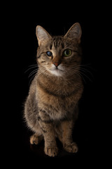 Cute cat looking up sitting isolated on a black background lit from Left