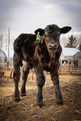 Black Angus calf