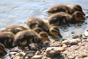 Duckling Dinner Time
