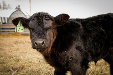 Black Angus calf