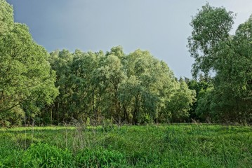 Fototapeta premium part of a summer park of green deciduous trees and tall grass in a meadow against a gray sky