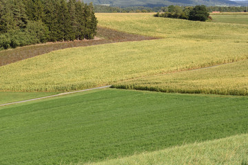 yellow corn fields and meadow