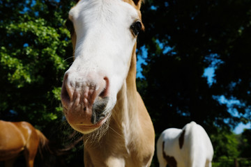 Funny bald face colt horse closeup.